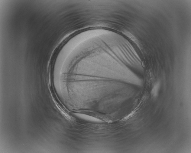 X0000075381127200610061832