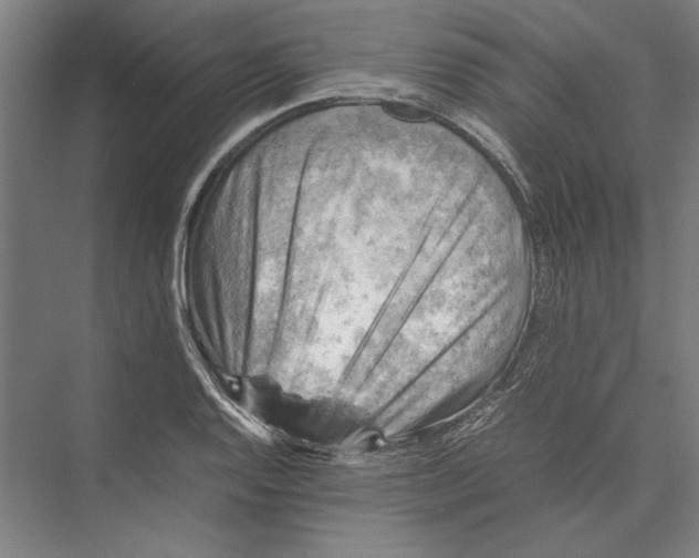 X0000075381128200610061832