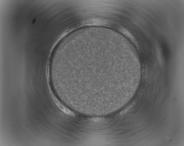 X0000075381130200610061832