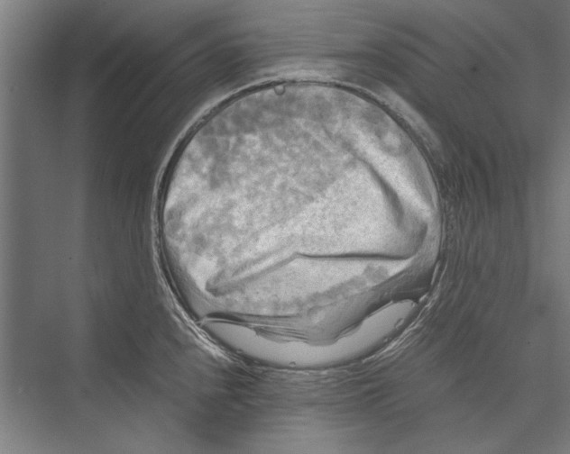 X0000075381240200610061830