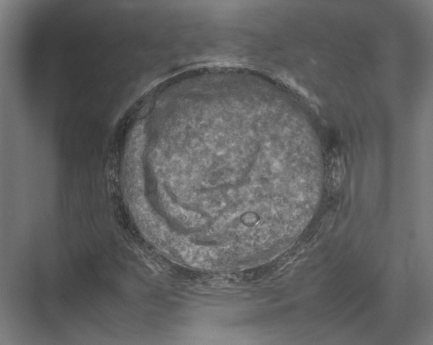 X0000075381255200610061830