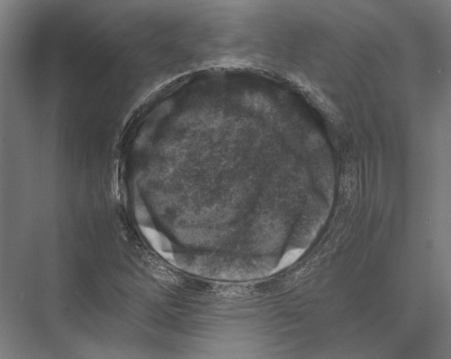 X0000075381262200610061829