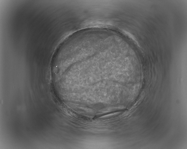 X0000075381267200610061829