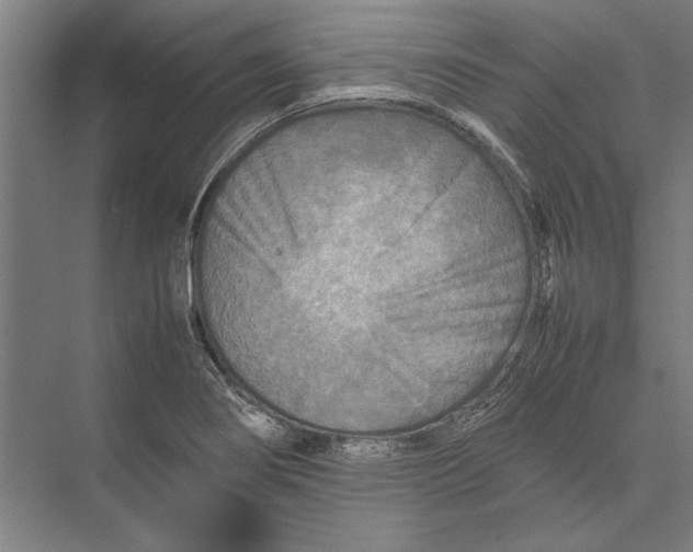 X0000075381274200610061829