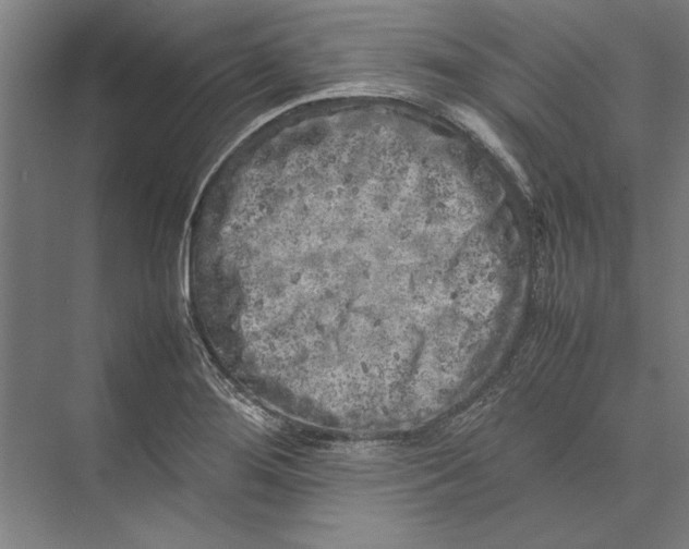 X0000075381276200610061829