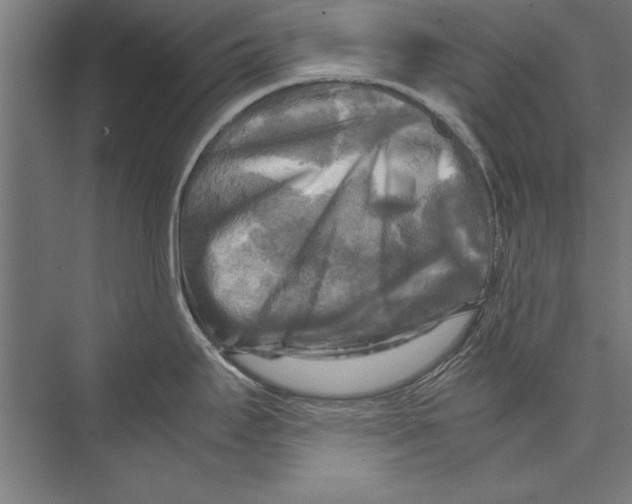 X0000075381295200610061829