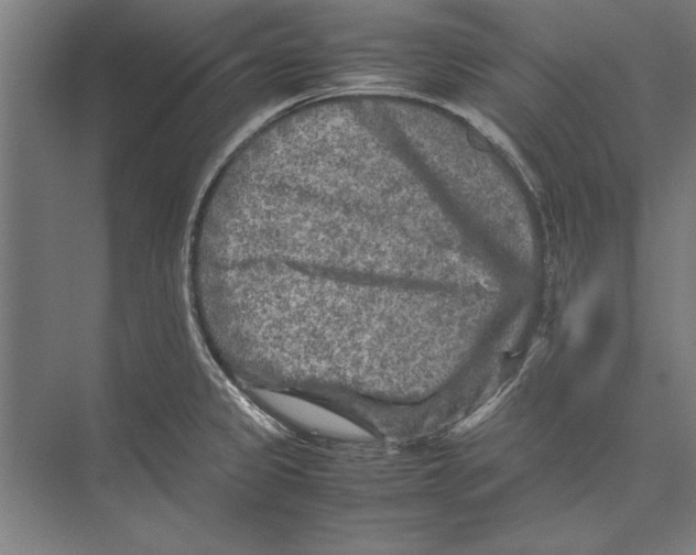 X0000075381333200610061829