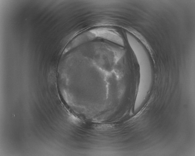 X0000075381337200610061829