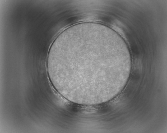 X0000075381338200610061829