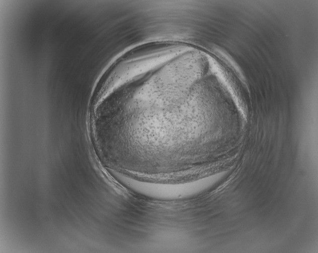 X0000075381340200610061829