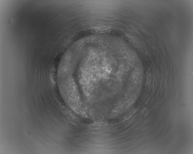 X0000075381346200610061828