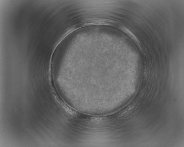 X0000075381378200610061827