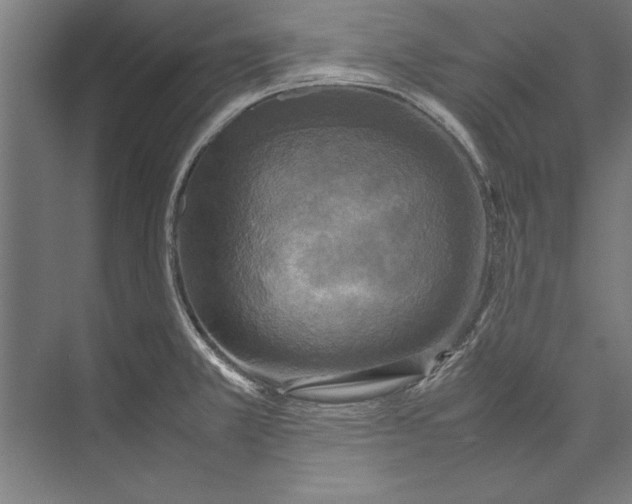 X0000075381381200610061827