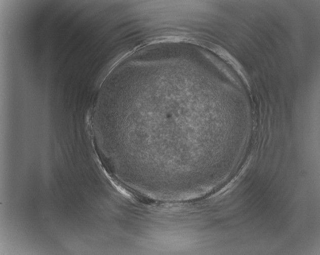 X0000075381385200610061827