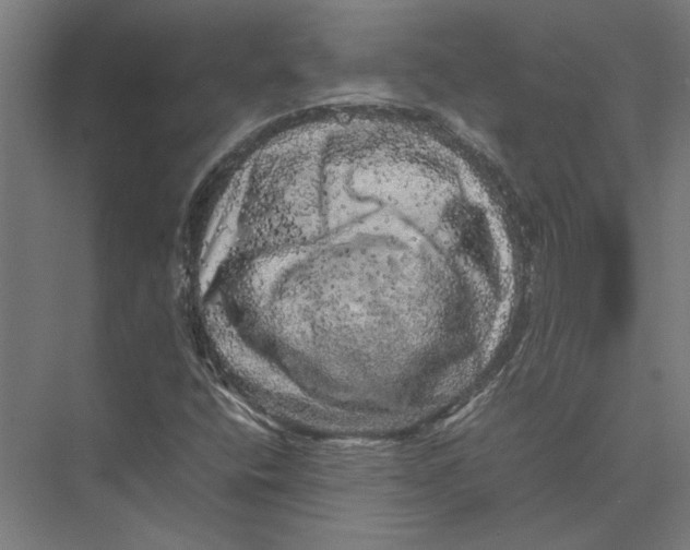 X0000075381400200610061827