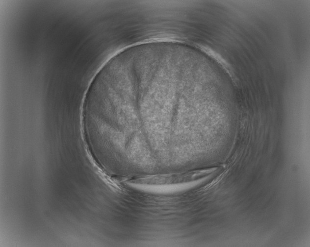 X0000075381423200610061827