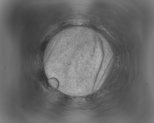 X0000075381446200610061826