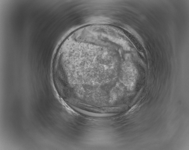 X0000075381488200610061826