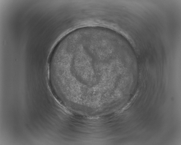 X0000075381509200610061825