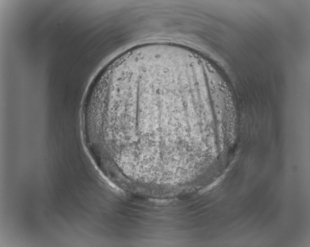 X0000075381517200610061825