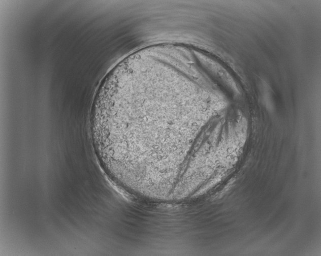 X0000075381521200610061825