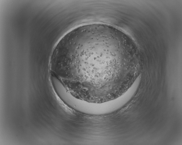 X0000075381524200610061825