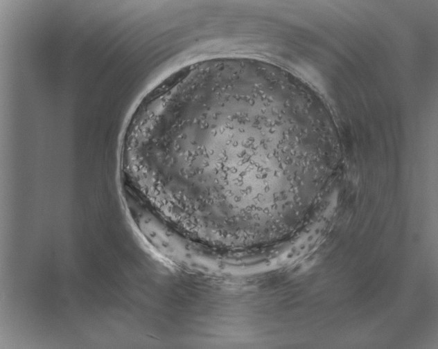 X0000075381528200610061825