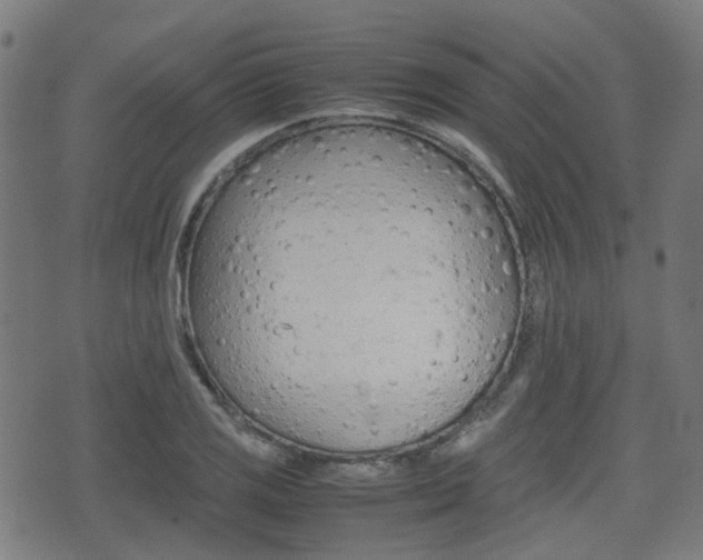 X0000075391125200609080932