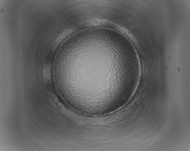 X0000075390010200609081241