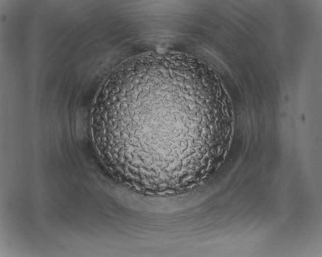 X0000075390030200609081241