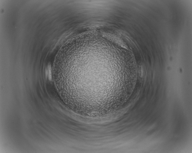 X0000075390046200609081241