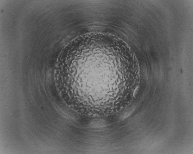 X0000075390271200609081237
