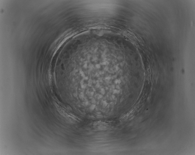 X0000075390290200609081237