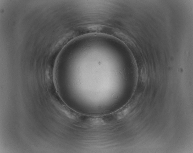 X0000075390424200609081235