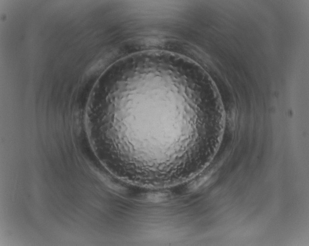 X0000075390462200609081234
