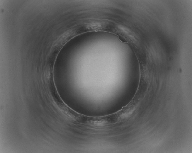 X0000075390645200609081231