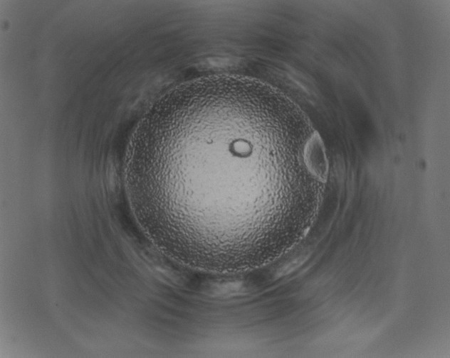 X0000075390651200609081231