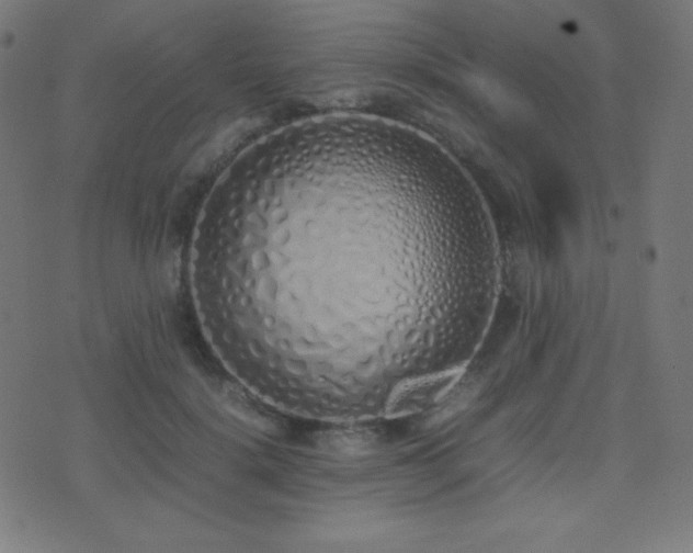 X0000075390652200609081231