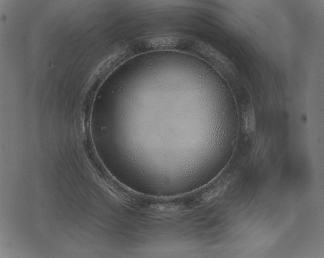 X0000075390733200609081229
