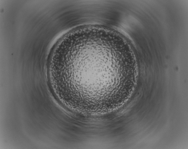 X0000075390935200609081226