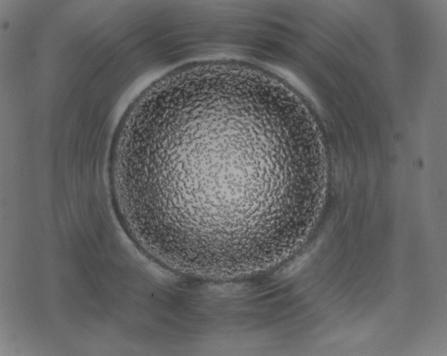 X0000075390943200609081226