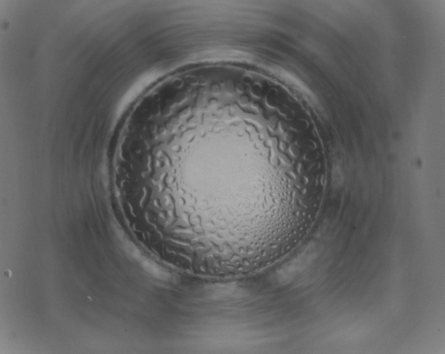 X0000075390990200609081225