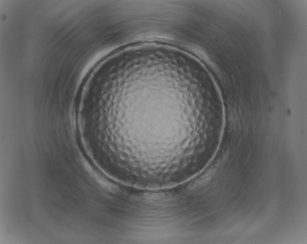 X0000075391032200609081225