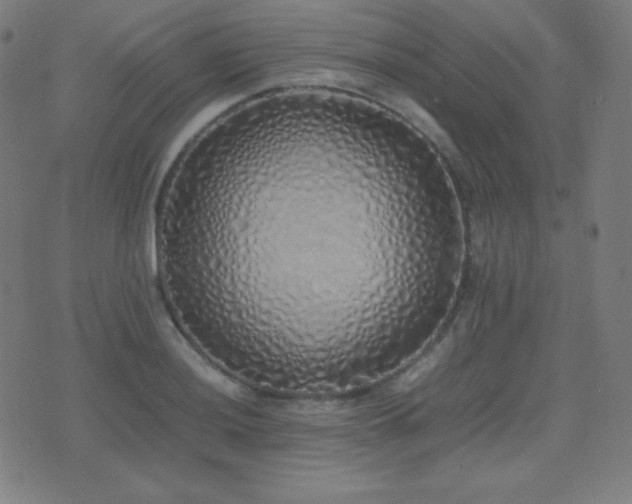 X0000075391036200609081225