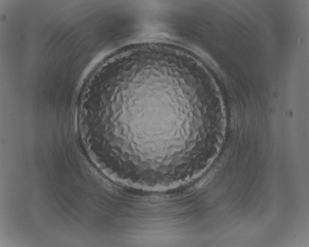X0000075391224200609081221