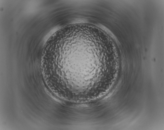 X0000075391337200609081220
