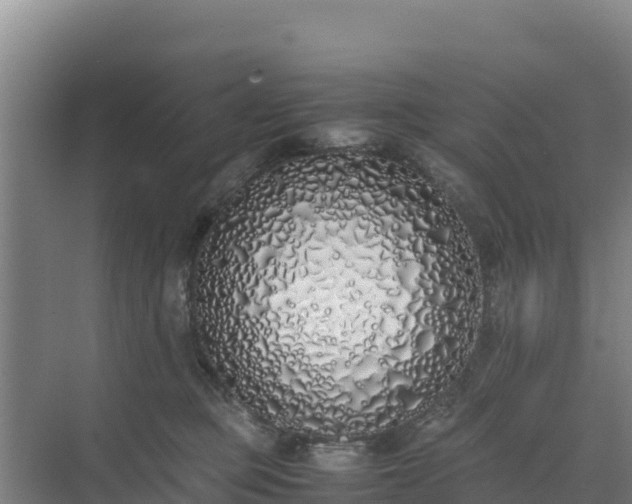 X0000075390373200609151801