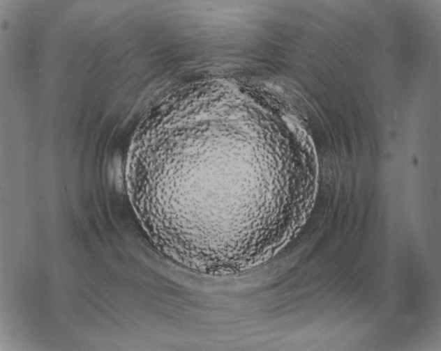X0000075390046200609251229