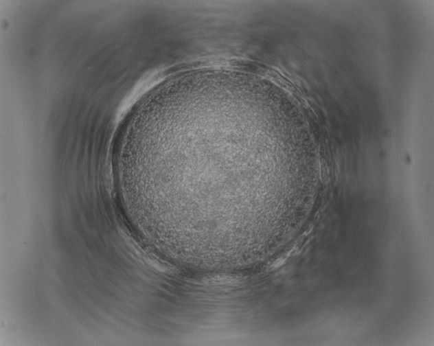 X0000075390198200609251226
