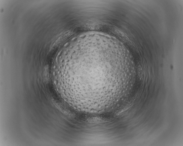 X0000075390594200609251220